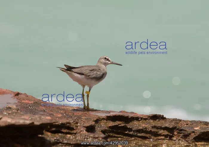 : Grey-tailed Tattler - winter-plumaged bird with leg flag : Grey-tailed Tattler - winter-plumaged bird with leg flag