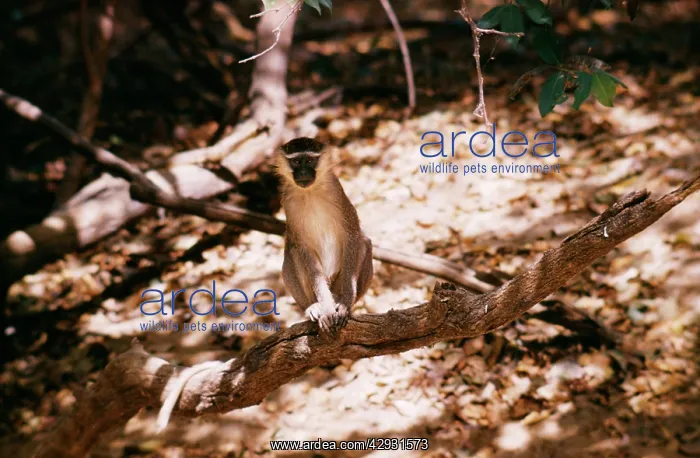 : Grey Tantalus Monkey - sits on branch : Grey Tantalus Monkey - sits on branch