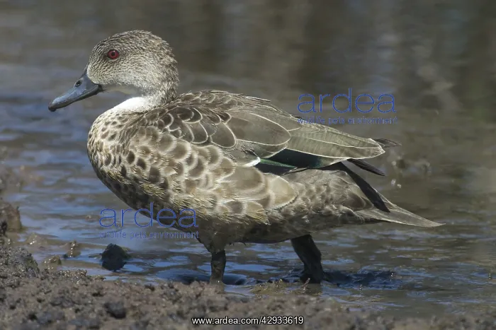  : Grey Teal (Anas gracilis). Sewage Ponds, Mt Isa, Queensland, Australia