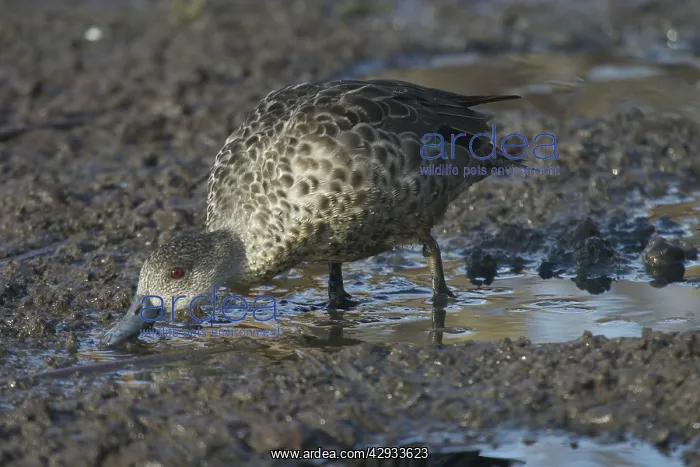 : Grey Teal (Anas gracilis). Feeding at Sewage Ponds, Mt Isa, Queensland, Australia