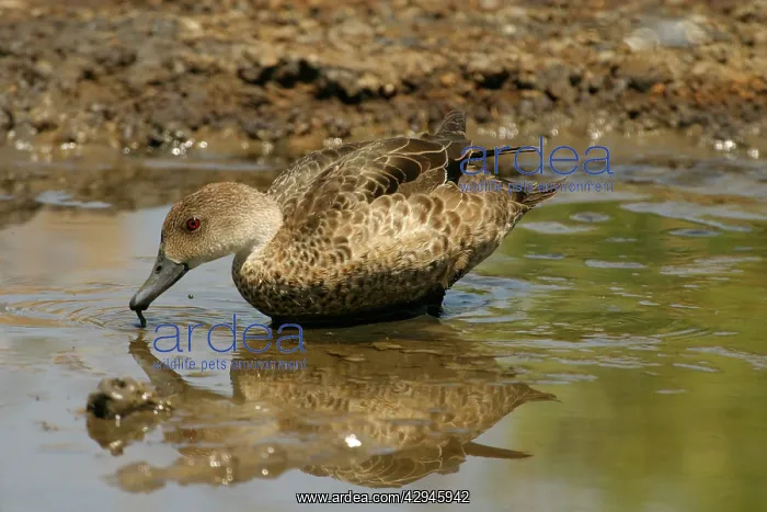 : Grey Teal (Anas gracilis). Near Sewage Ponds, Mt Isa, Queensland, Australia : Grey Teal (Anas gracilis). Near Sewage Ponds, Mt Isa, Queensland, Australia