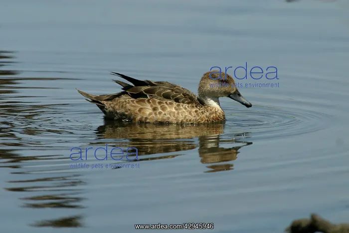 : Grey Teal (Anas gracilis). Near Sewage Ponds, Mt Isa, Queensland, Australia : Grey Teal (Anas gracilis). Near Sewage Ponds, Mt Isa, Queensland, Australia