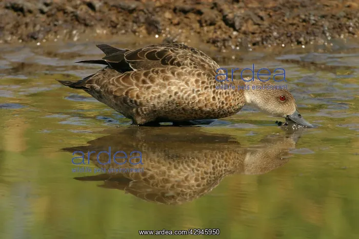 : Grey Teal (Anas gracilis). Near Sewage Ponds, Mt Isa, Queensland, Australia : Grey Teal (Anas gracilis). Near Sewage Ponds, Mt Isa, Queensland, Australia