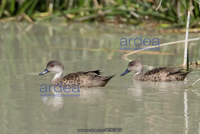: Grey Teal (Anas gracilis). A pair at Mungerannie Wetland : Grey Teal (Anas gracilis). A pair at Mungerannie Wetland