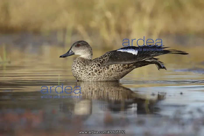 : Grey Teal (Anas gracilis), Australian Capital Territory : Grey Teal (Anas gracilis), Australian Capital Territory