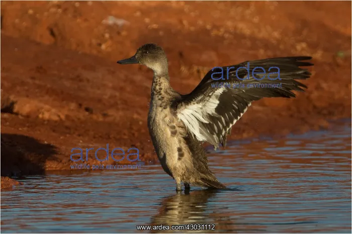 : Grey Teal - wing flapping - at Papunya Aboriginal : Grey Teal - wing flapping - at Papunya Aboriginal