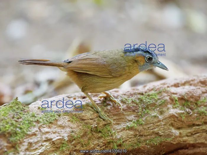 : Grey Throated Babbler Stachyris nigriceps Da Lat : Grey Throated Babbler Stachyris nigriceps Da Lat