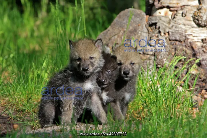 : Grey / Timber Wolf - 1 month old pups : Grey / Timber Wolf - 1 month old pups