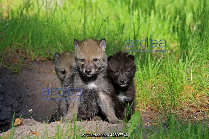 : Grey / Timber Wolf - 1 month old pups : Grey / Timber Wolf - 1 month old pups