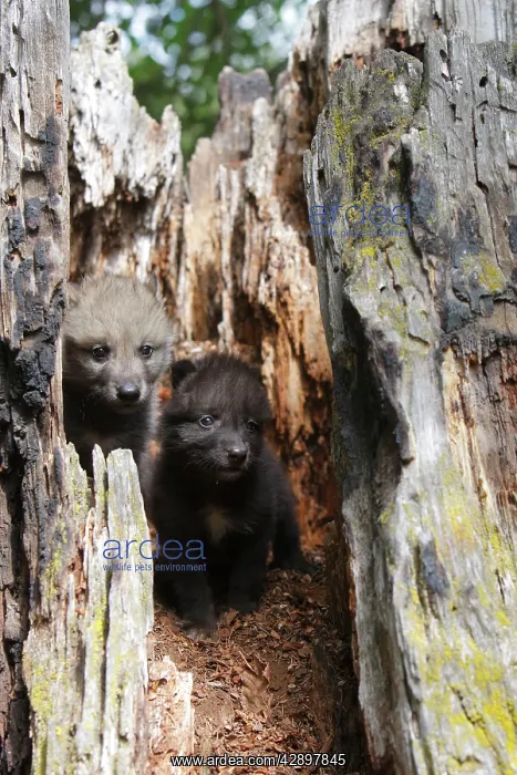 : Grey / Timber Wolf - 1 month old pups in hollow tree stump : Grey / Timber Wolf - 1 month old pups in hollow tree stump