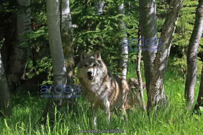 : Grey / Timber Wolf : Grey / Timber Wolf