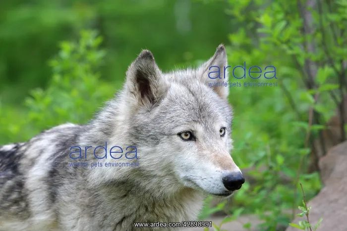 : Grey / Timber Wolf : Grey / Timber Wolf