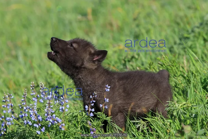 : Grey / Timber Wolf - 8 week old cub : Grey / Timber Wolf - 8 week old cub