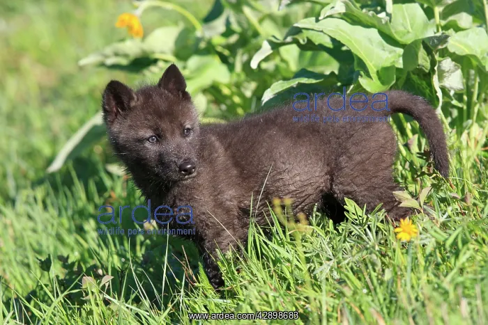 : Grey / Timber Wolf - 8 week old cub : Grey / Timber Wolf - 8 week old cub