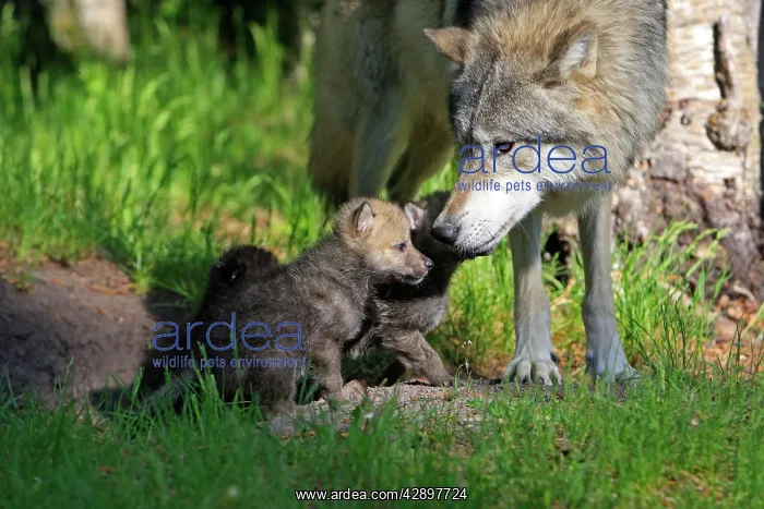 : Grey / Timber Wolf - Adult with 1 month old pups : Grey / Timber Wolf - Adult with 1 month old pups