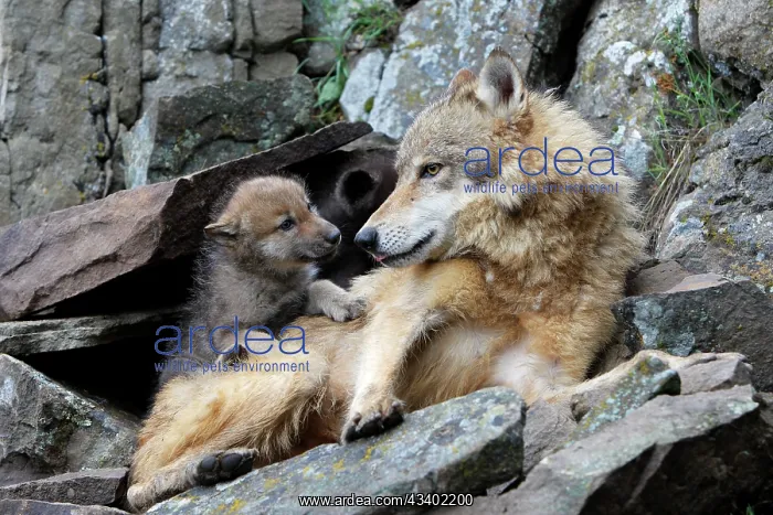 : Grey / Timber Wolf - with babies 8 weeks old : Grey / Timber Wolf - with babies 8 weeks old