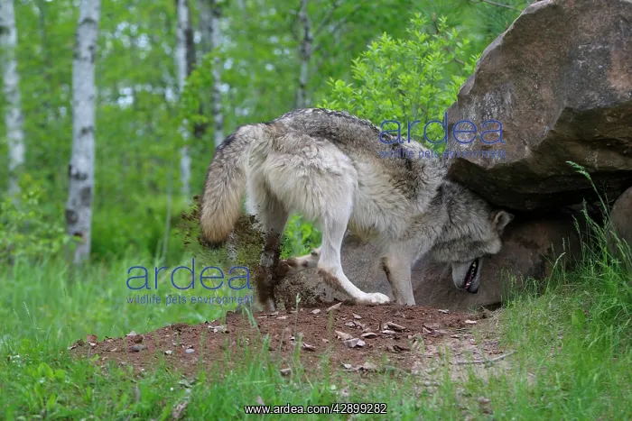 : Grey / Timber Wolf - digging : Grey / Timber Wolf - digging