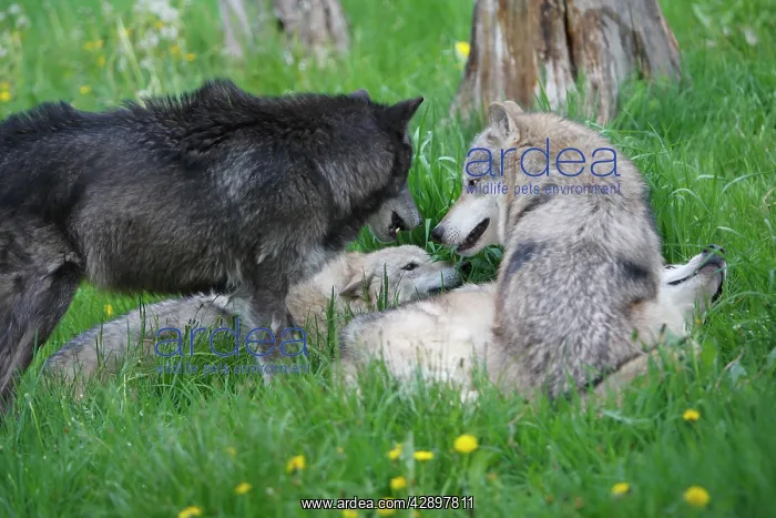 : Grey / Timber Wolf - group : Grey / Timber Wolf - group