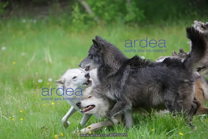 : Grey / Timber Wolf - interaction between adults : Grey / Timber Wolf - interaction between adults