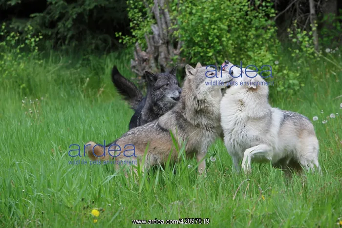 : Grey / Timber Wolf - interaction between adults : Grey / Timber Wolf - interaction between adults