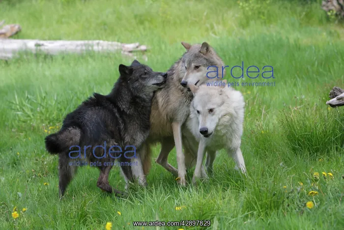 : Grey / Timber Wolf - interaction between adults : Grey / Timber Wolf - interaction between adults