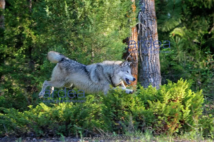 : Grey / Timber Wolf - jumping : Grey / Timber Wolf - jumping