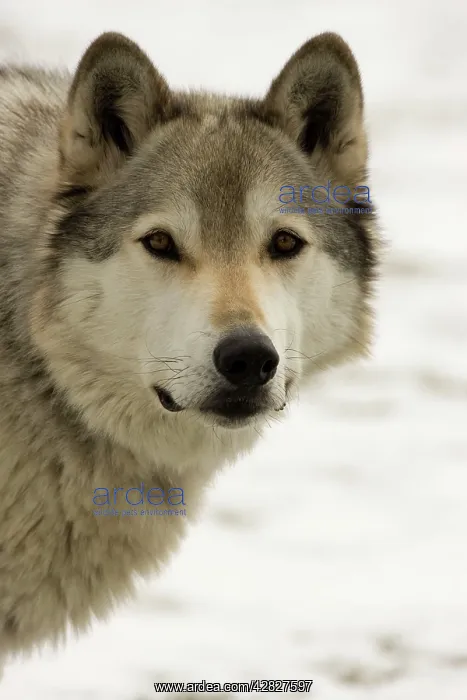 : Grey / Timber Wolf - Male in snow : Grey / Timber Wolf - Male in snow