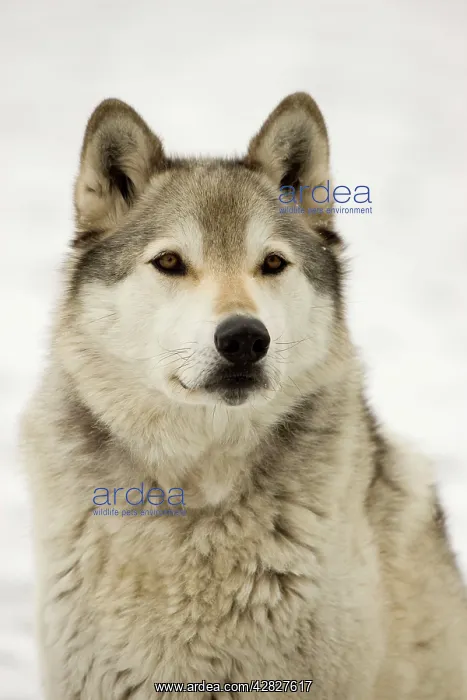 : Grey / Timber Wolf - Male in snow : Grey / Timber Wolf - Male in snow