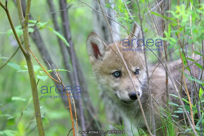 : Grey / Timber Wolf - three month old pup : Grey / Timber Wolf - three month old pup