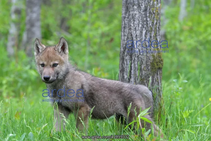 : Grey / Timber Wolf - three month old pup : Grey / Timber Wolf - three month old pup