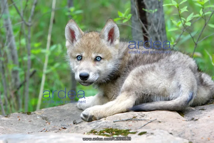 : Grey / Timber Wolf - three month old pup : Grey / Timber Wolf - three month old pup