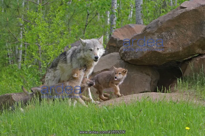 : Grey / Timber Wolf - with pups : Grey / Timber Wolf - with pups