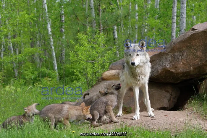 : Grey / Timber Wolf - with pups : Grey / Timber Wolf - with pups
