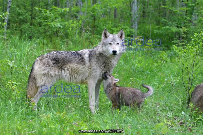 : Grey / Timber Wolf - with pups : Grey / Timber Wolf - with pups
