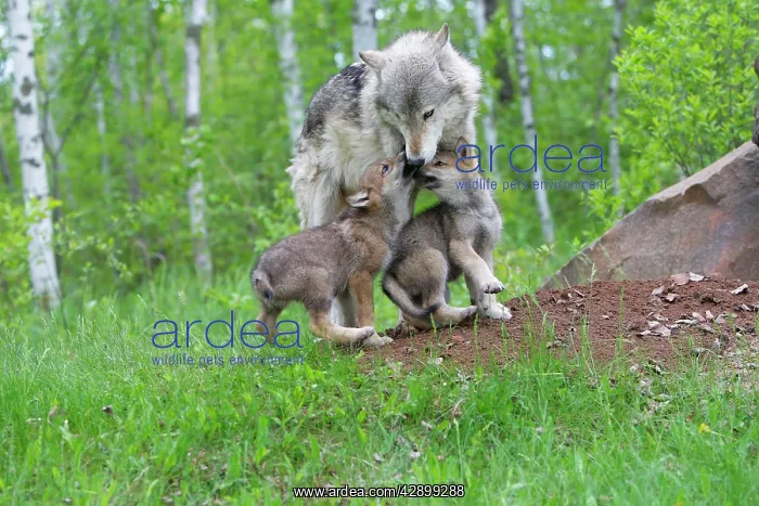 : Grey / Timber Wolf - with pups : Grey / Timber Wolf - with pups