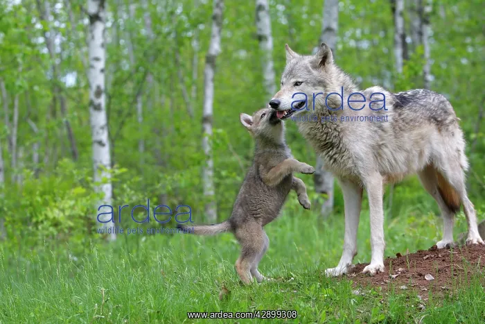 : Grey / Timber Wolf - with pups : Grey / Timber Wolf - with pups