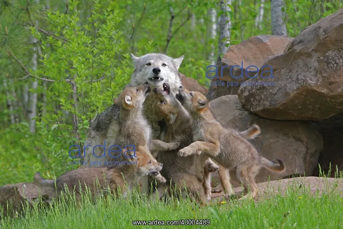 : Grey / Timber Wolf - with pups begging : Grey / Timber Wolf - with pups begging