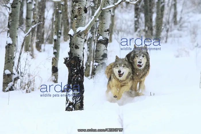 : Grey / Timber Wolf - running through snow : Grey / Timber Wolf - running through snow