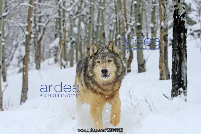 : Grey / Timber Wolf - in snow : Grey / Timber Wolf - in snow