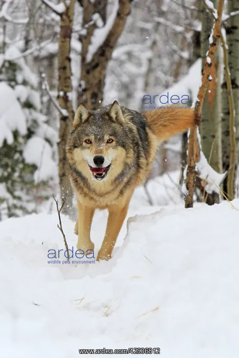 : Grey / Timber Wolf - in snow : Grey / Timber Wolf - in snow