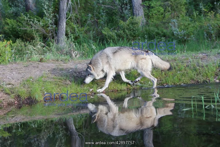 : Grey / Timber Wolf - by water : Grey / Timber Wolf - by water