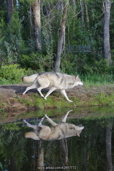 : Grey / Timber Wolf - by water : Grey / Timber Wolf - by water