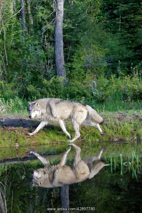 : Grey / Timber Wolf - by water : Grey / Timber Wolf - by water