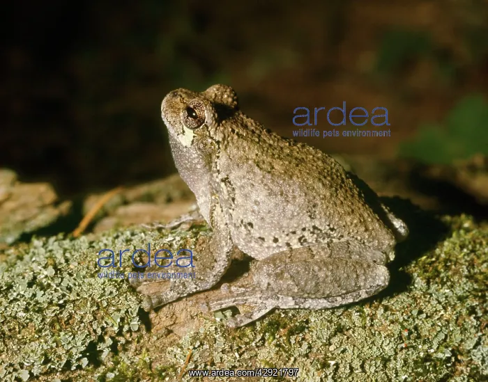  : Grey Tree Frog