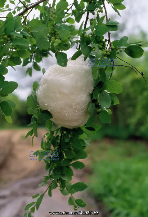 : Grey Treefrog - foam nest