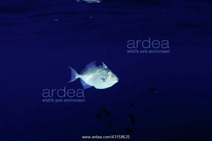  : Grey triggerfish, Balistes capriscus, Santa Maria