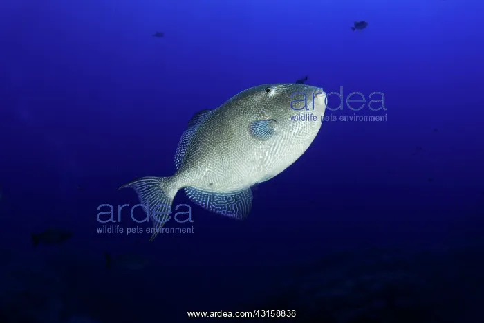 : Grey triggerfish, Balistescapriscus, Santa Maria : Grey triggerfish, Balistescapriscus, Santa Maria
