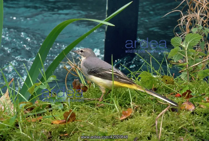  : GREY WAGTAIL