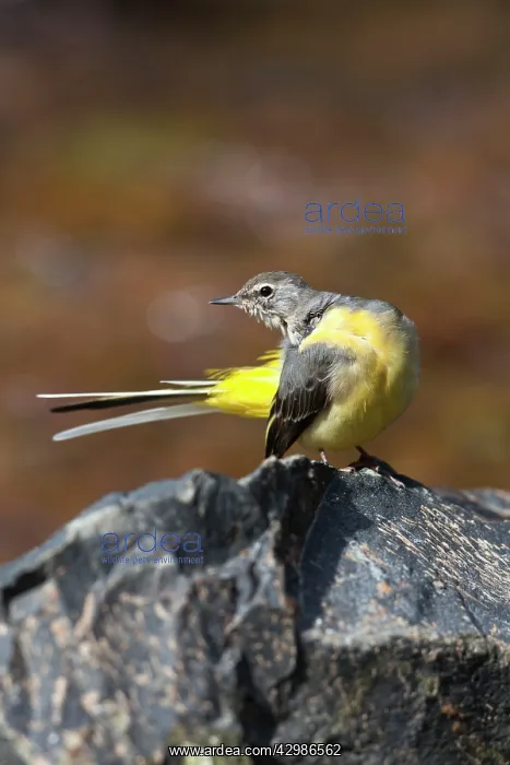 : Grey Wagtail : Grey Wagtail