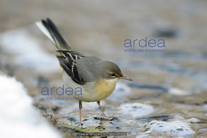 : Grey Wagtail : Grey Wagtail